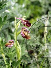 Офрис кавказская 001